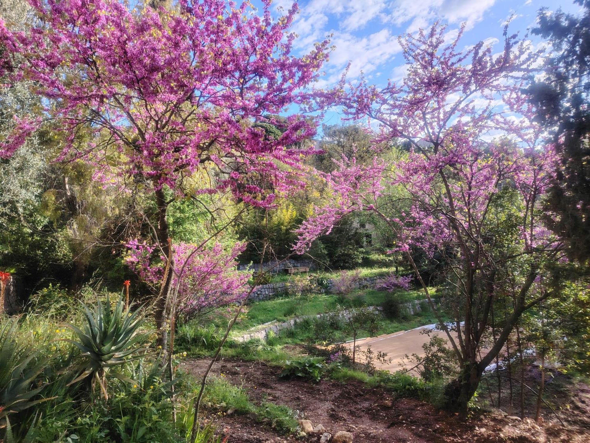 Domaine Des Petites Soeurs A 800M Du Centre Historique Avec 5200M2 De Parc Arbore Vence Exteriör bild